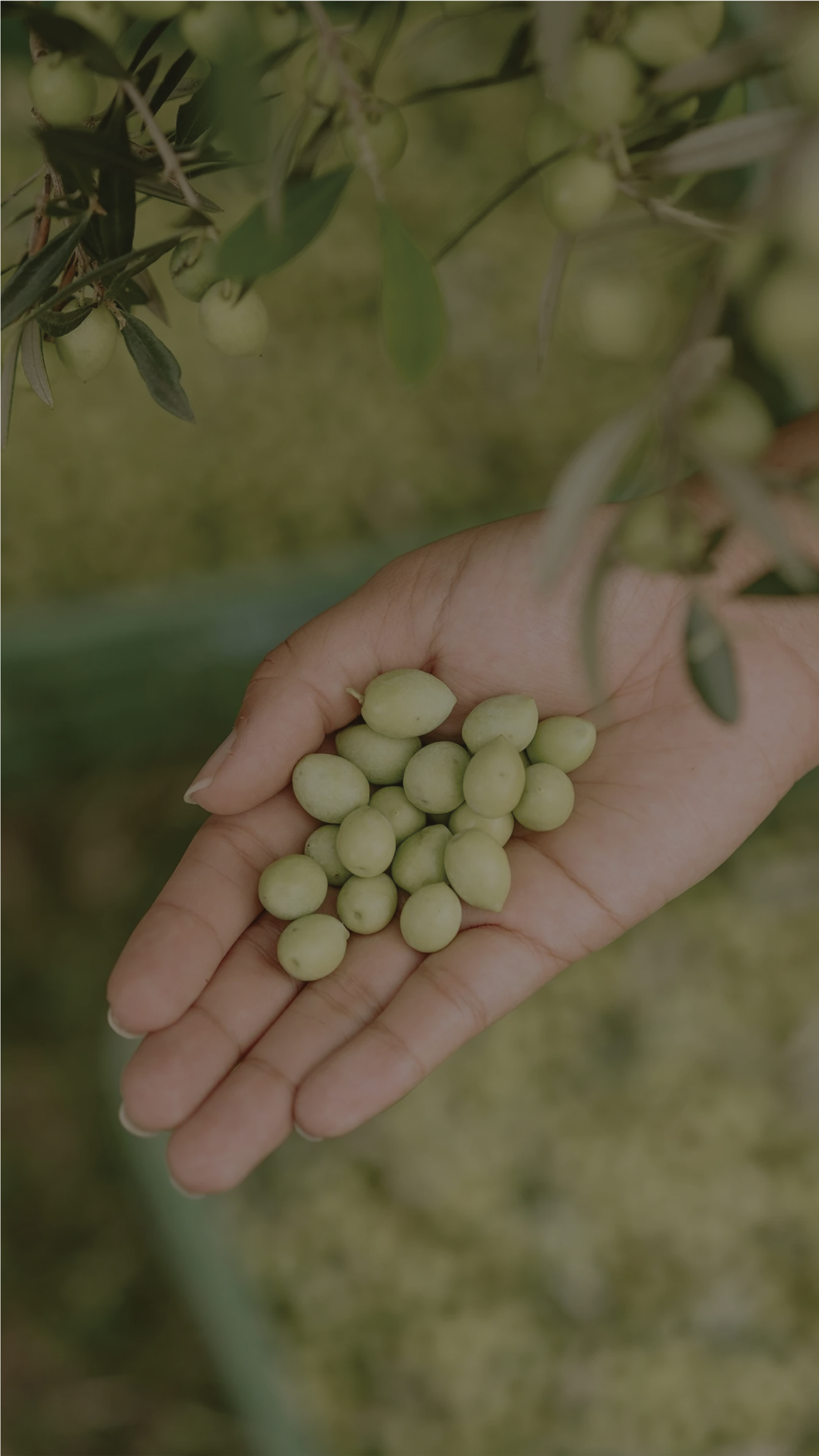 Conheça os benefícios do azeite para a saúde digestiva!