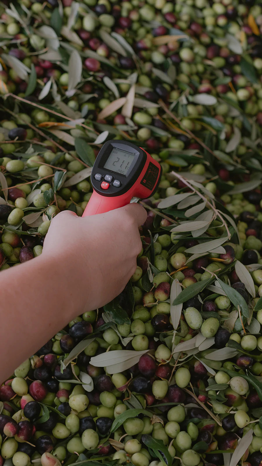 Azeitonas cultivadas no Lagar H: como acontece a influência nos azeites de oliva extravirgem?