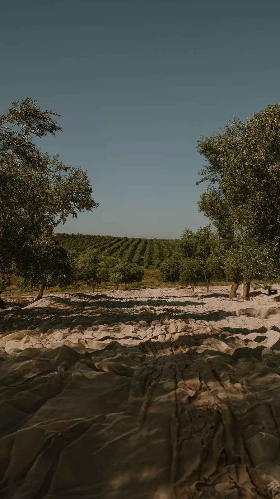 Natureza protetora: potencialize sua alimentação com os benefícios funcionais do azeite de oliva