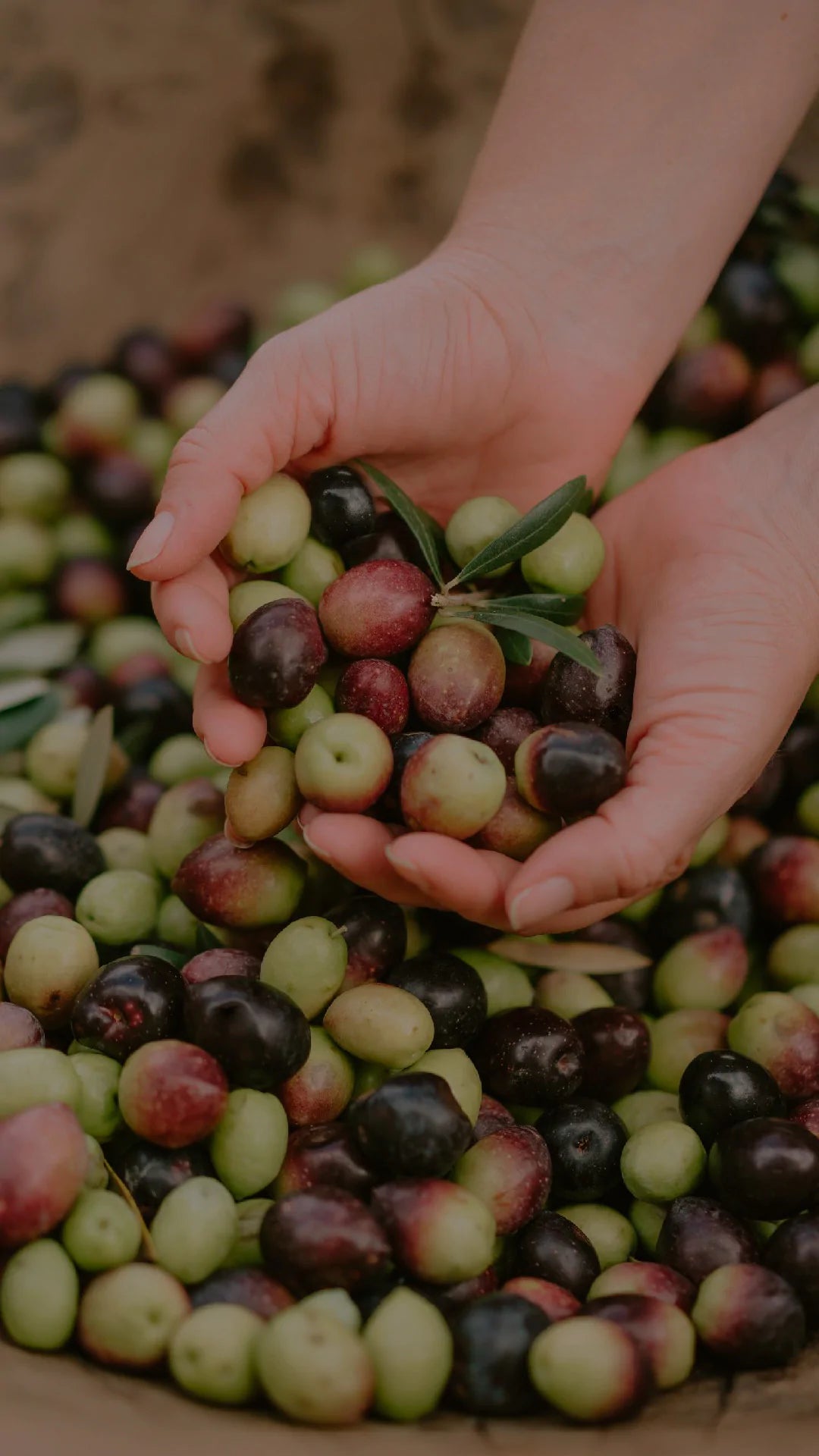 Tipos de azeitonas: conheça os frutos encontrados no Lagar H