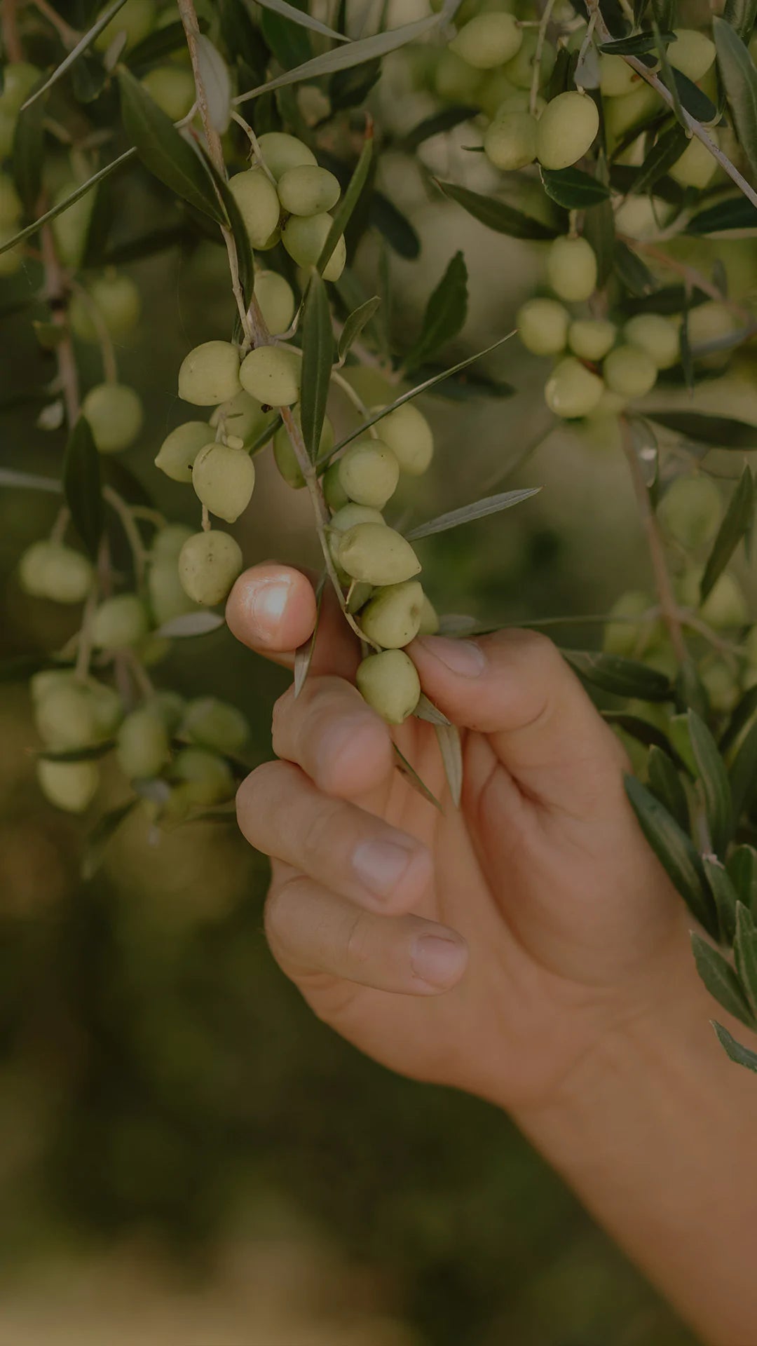 Olivicultura: saiba mais sobre os azeites brasileiros