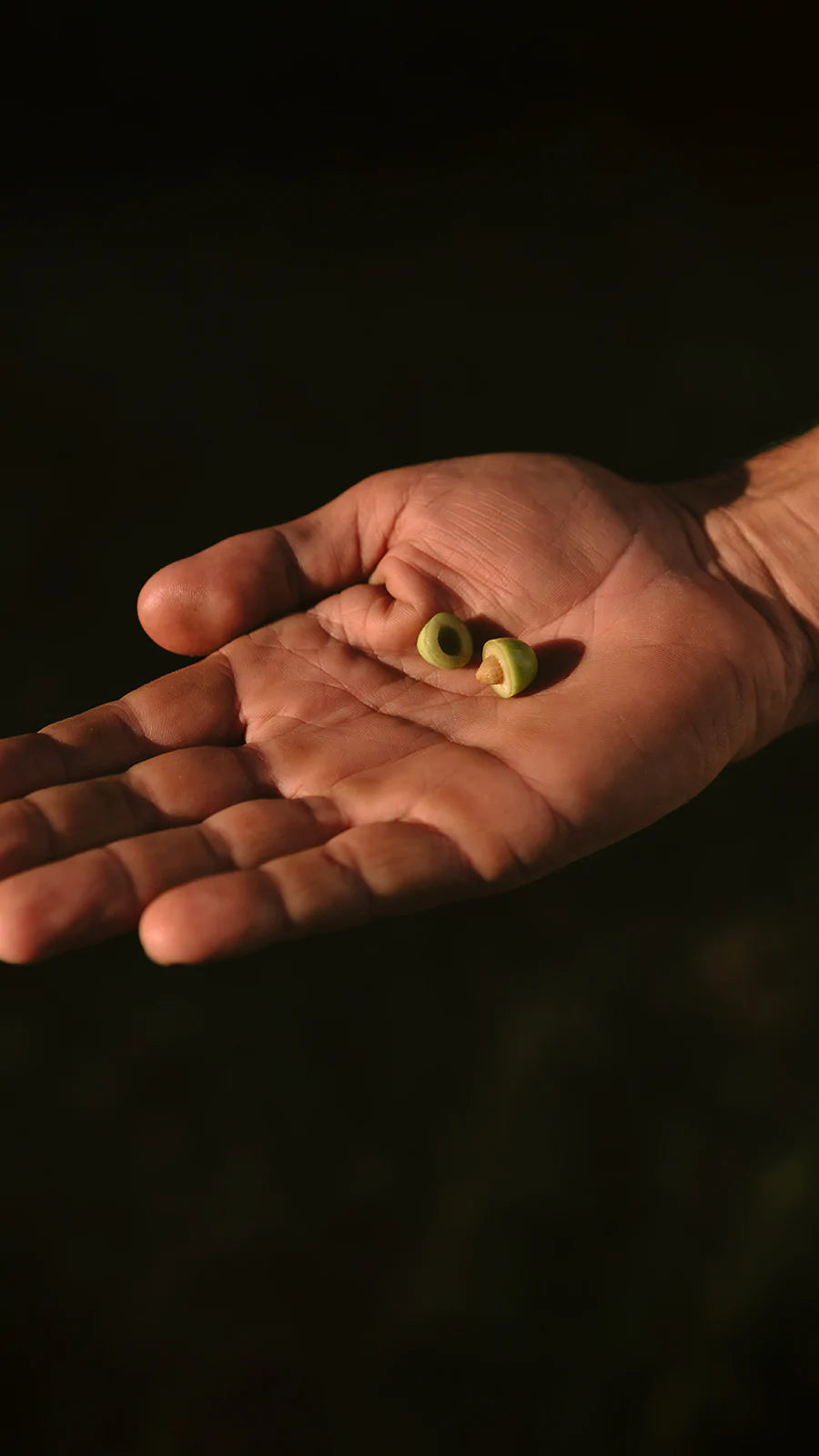 Azeites de oliva: conheça mitos e verdades sobre o produto